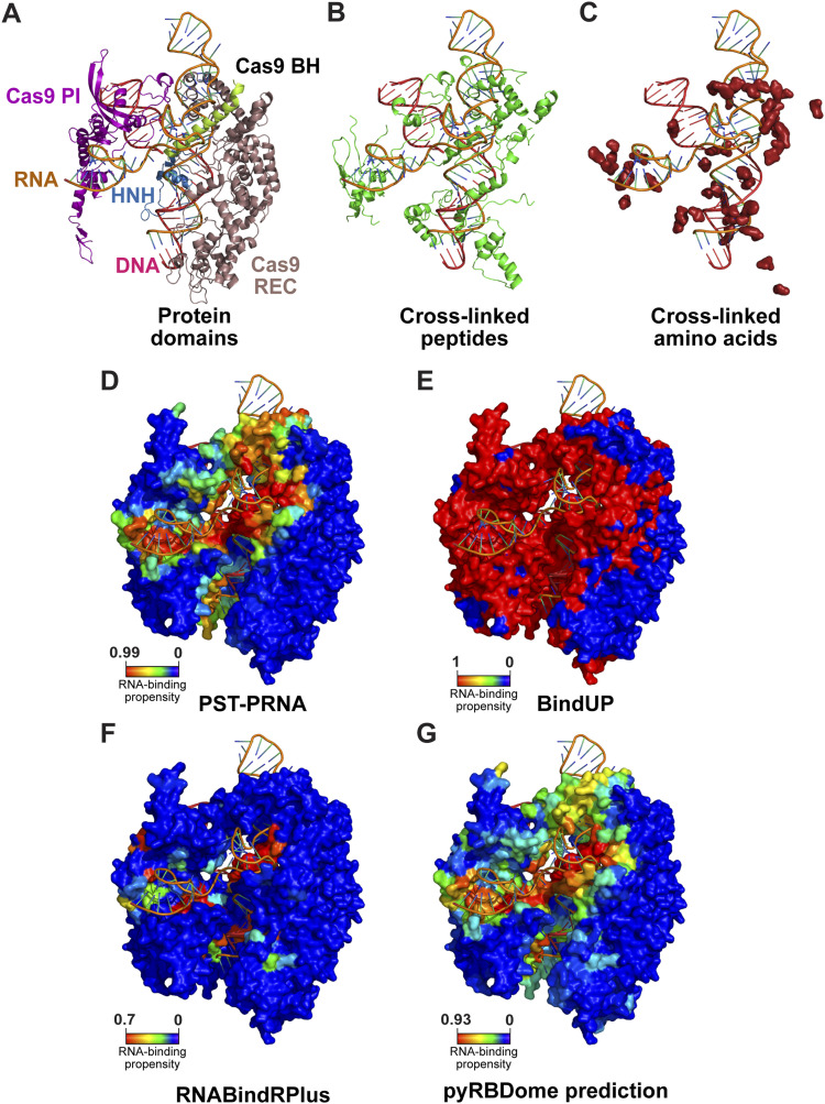 Figure showing pyRBDome predictions on Cas9 structure