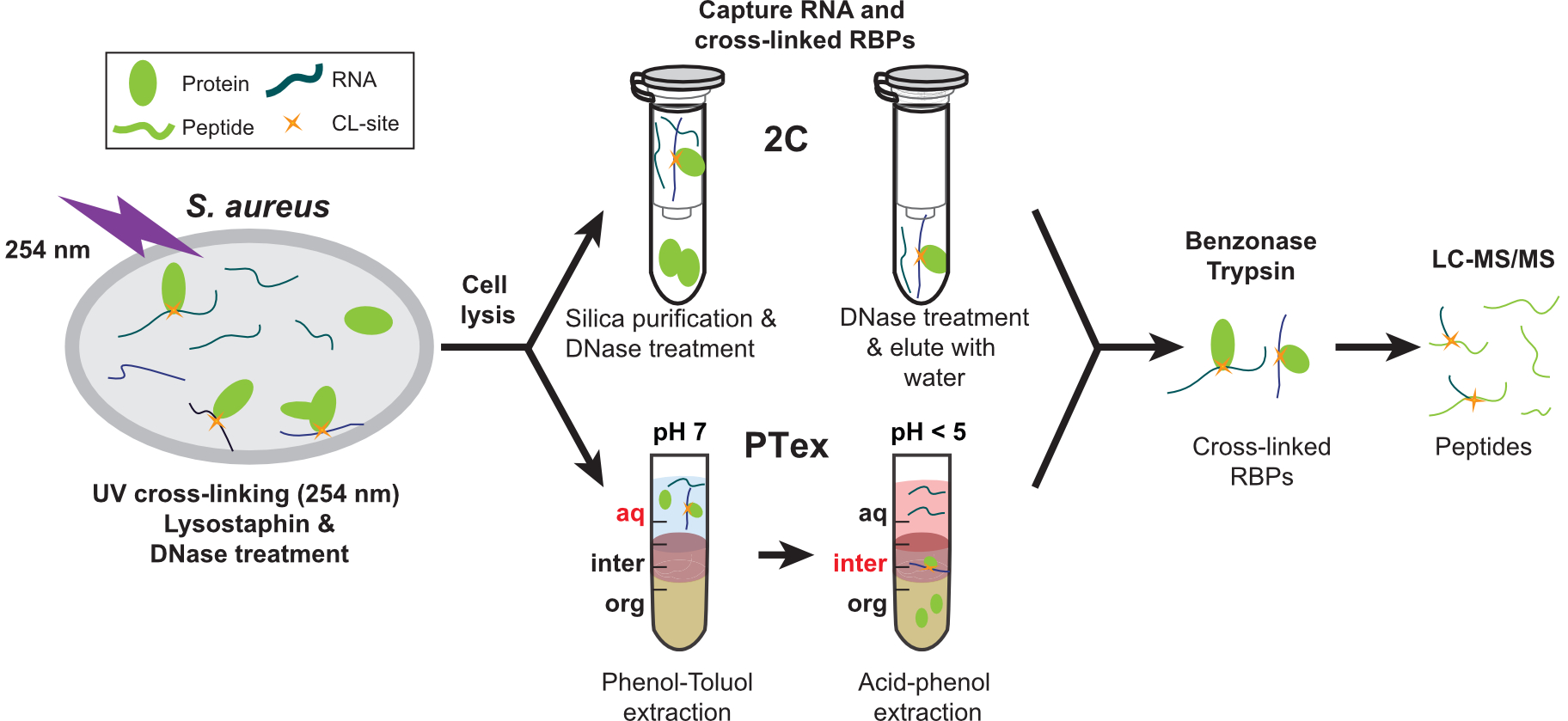 RBPome — RNA-binding proteome