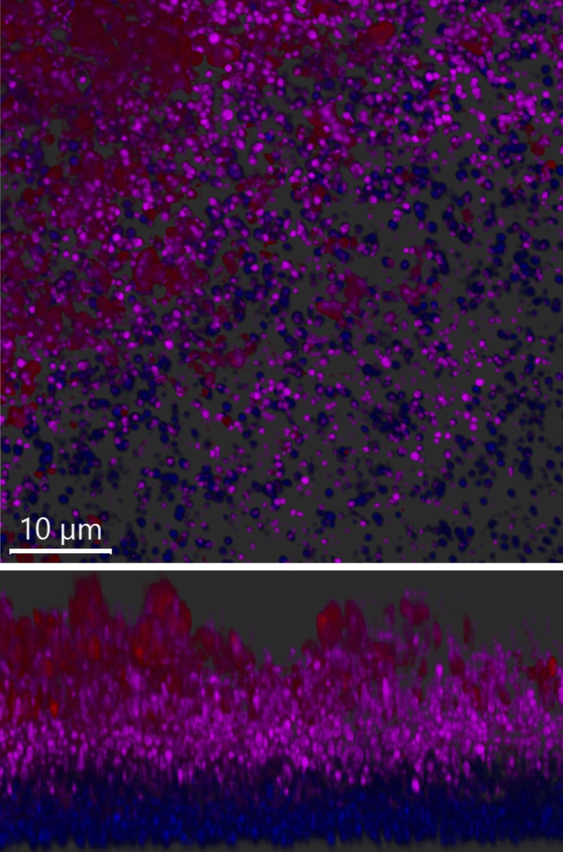 S. aureus biofilms stained with Z and B-DNA antibodies